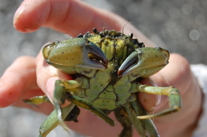 crab