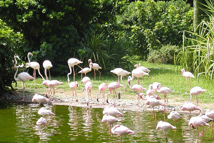 flamingo