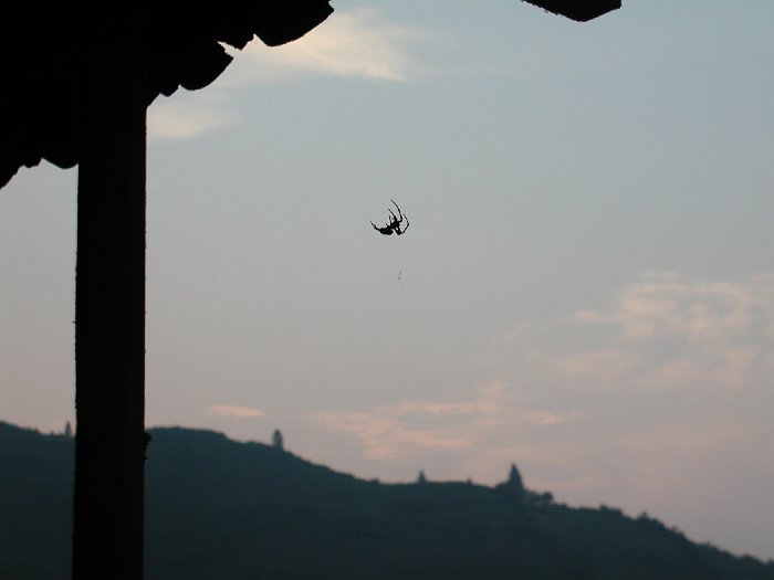 spider