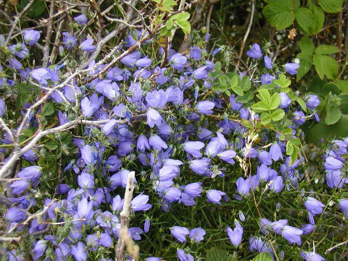blomma03