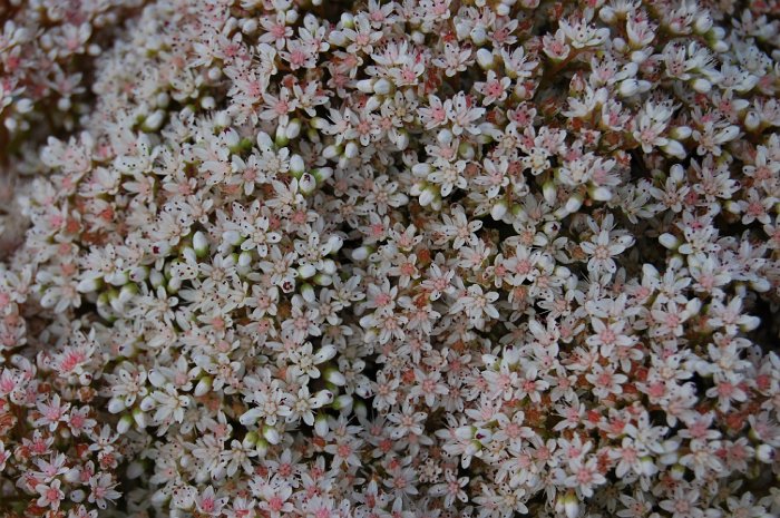 flower04