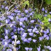 blomma03