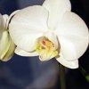 orchid