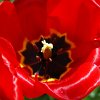 tulip
